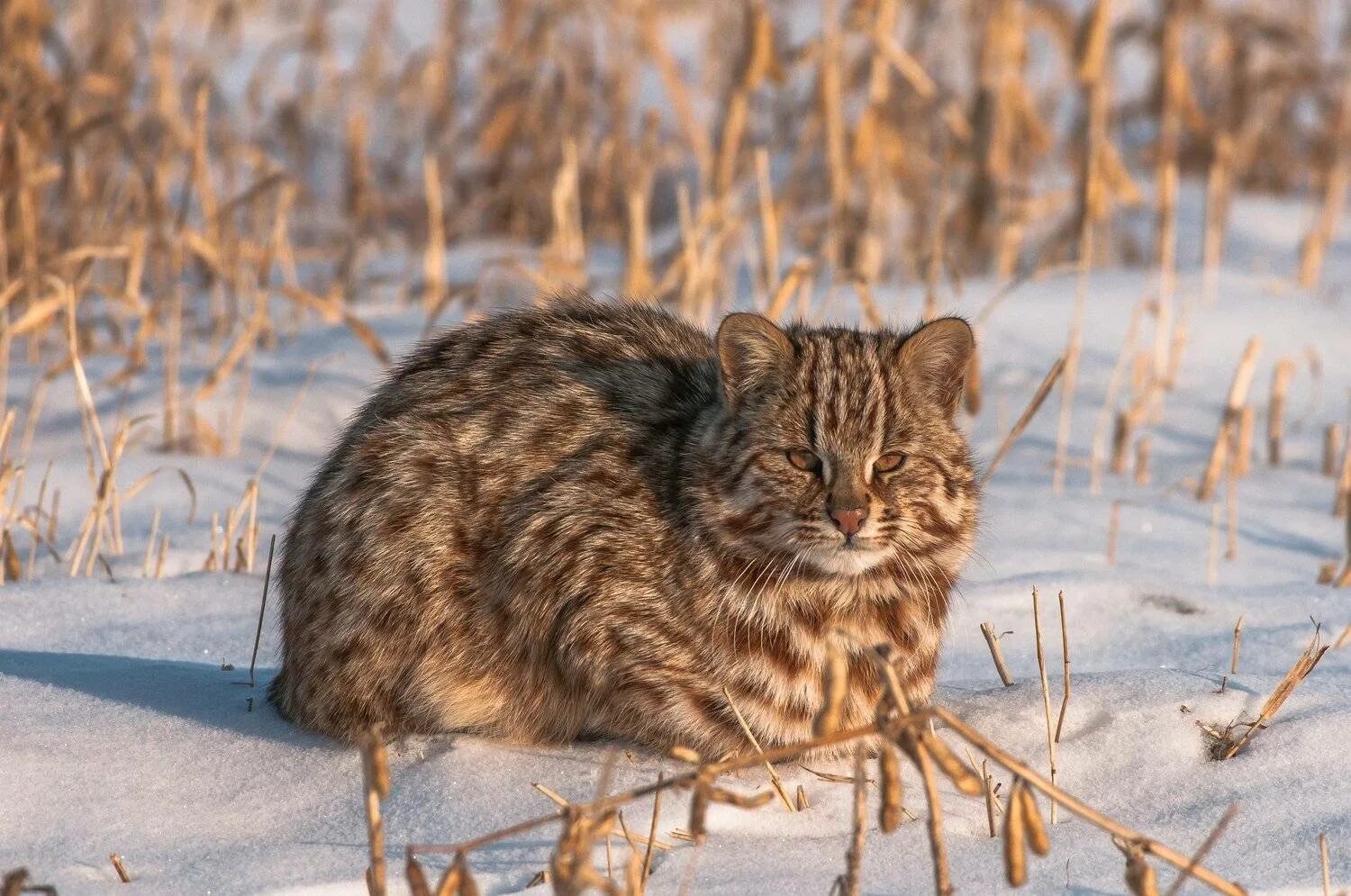 Амурский лесной кот