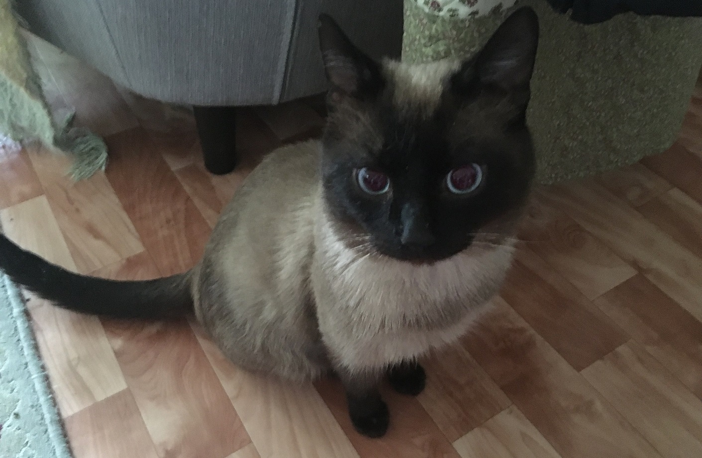  Кот 